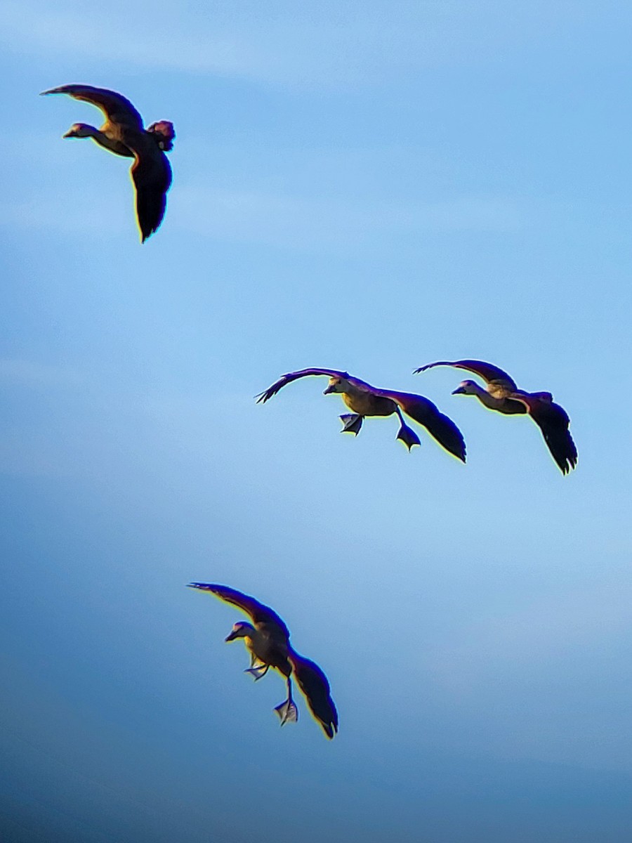 Малая древесная утка - ML645525137