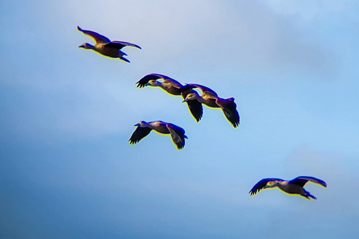 Малая древесная утка - ML645525138