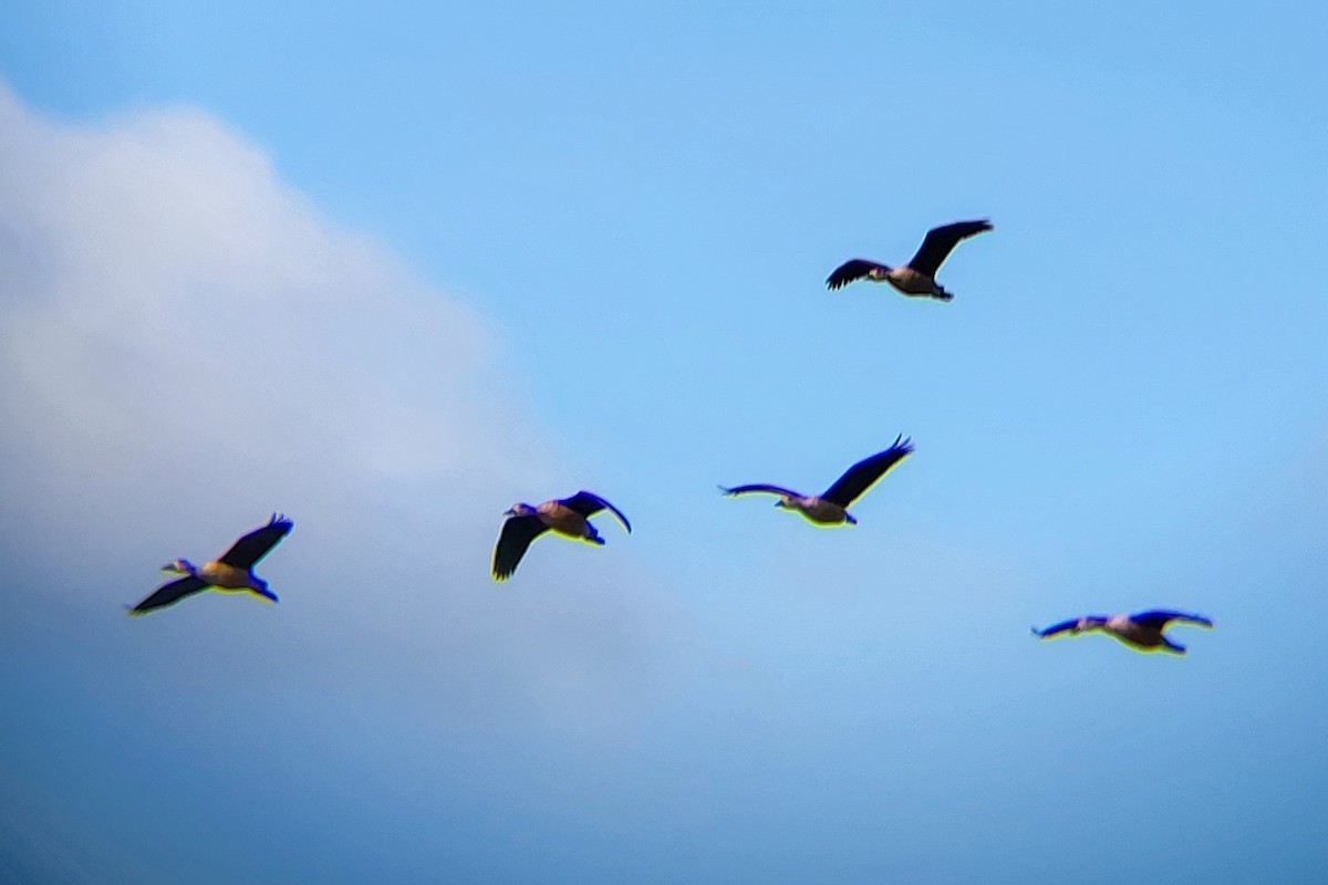 Малая древесная утка - ML645525139