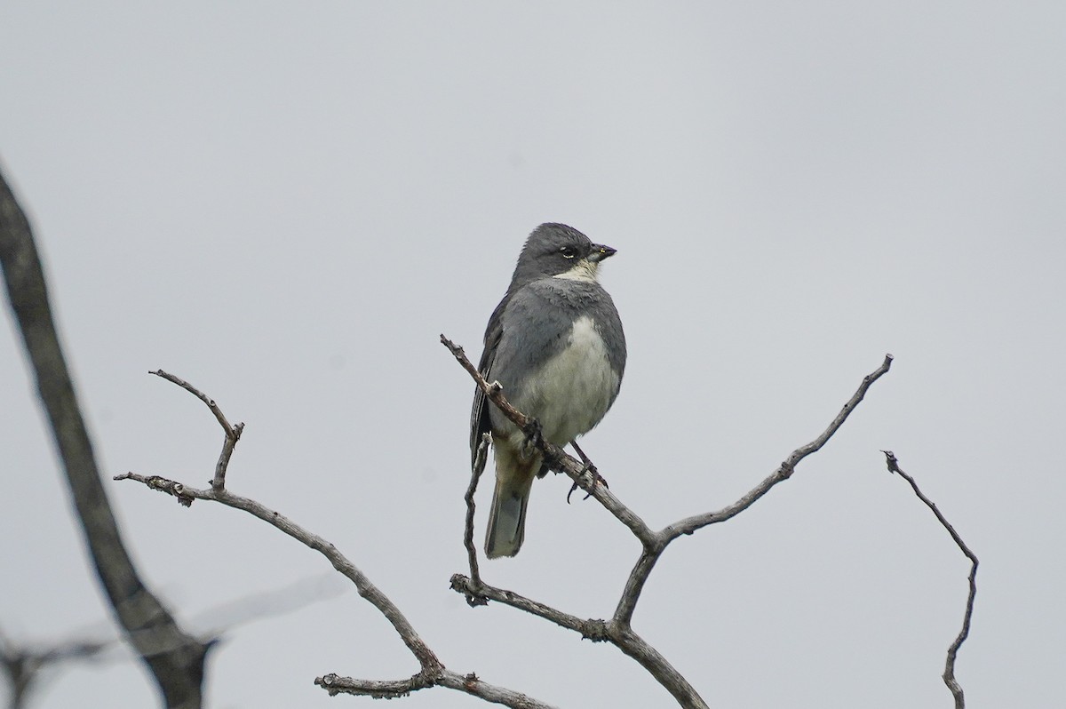 Патагонская диука - ML645525140