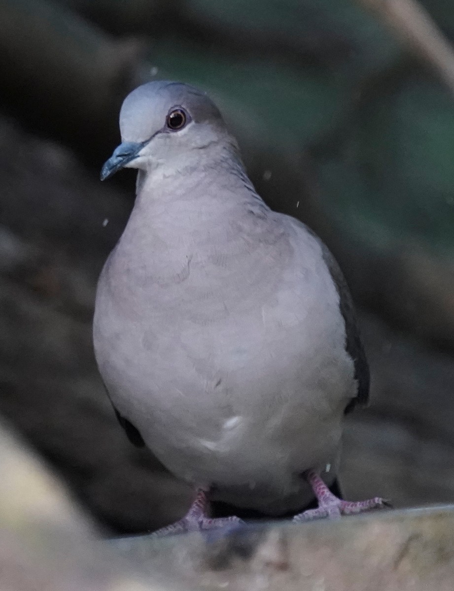 Белолобая голубка - ML645525141