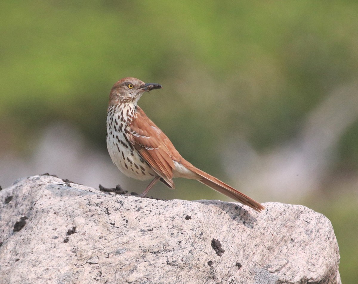 Рыжий пересмешник - ML645525143