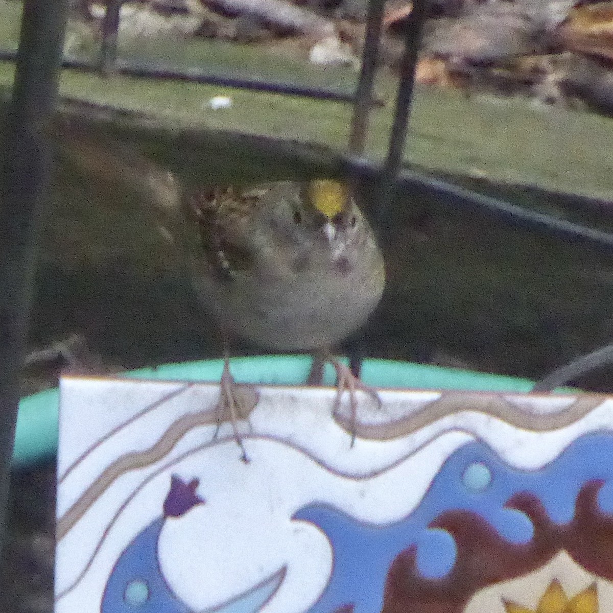 Чернобровая овсянка - ML645525144