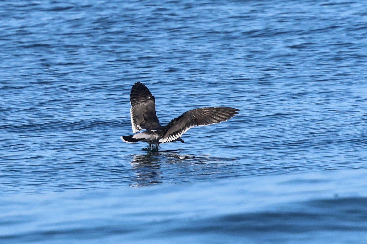 Серобрюхая чайка - ML645525145