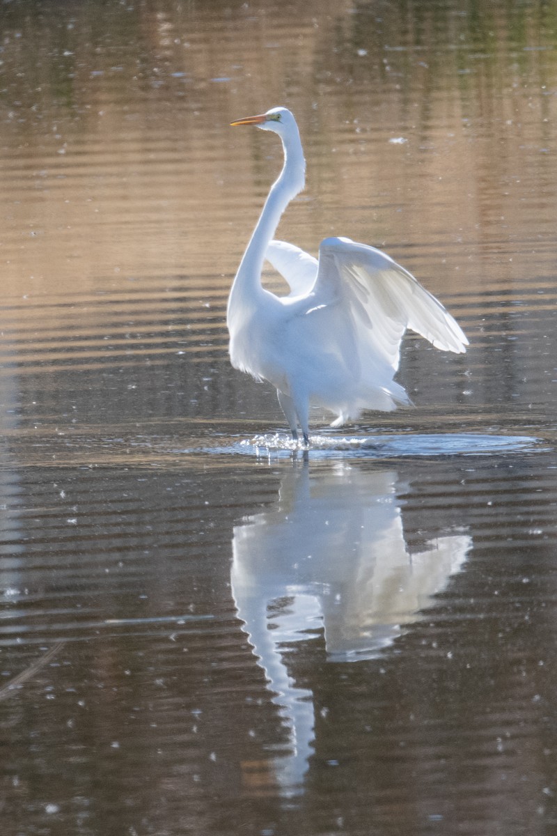 Большая белая цапля - ML645525146