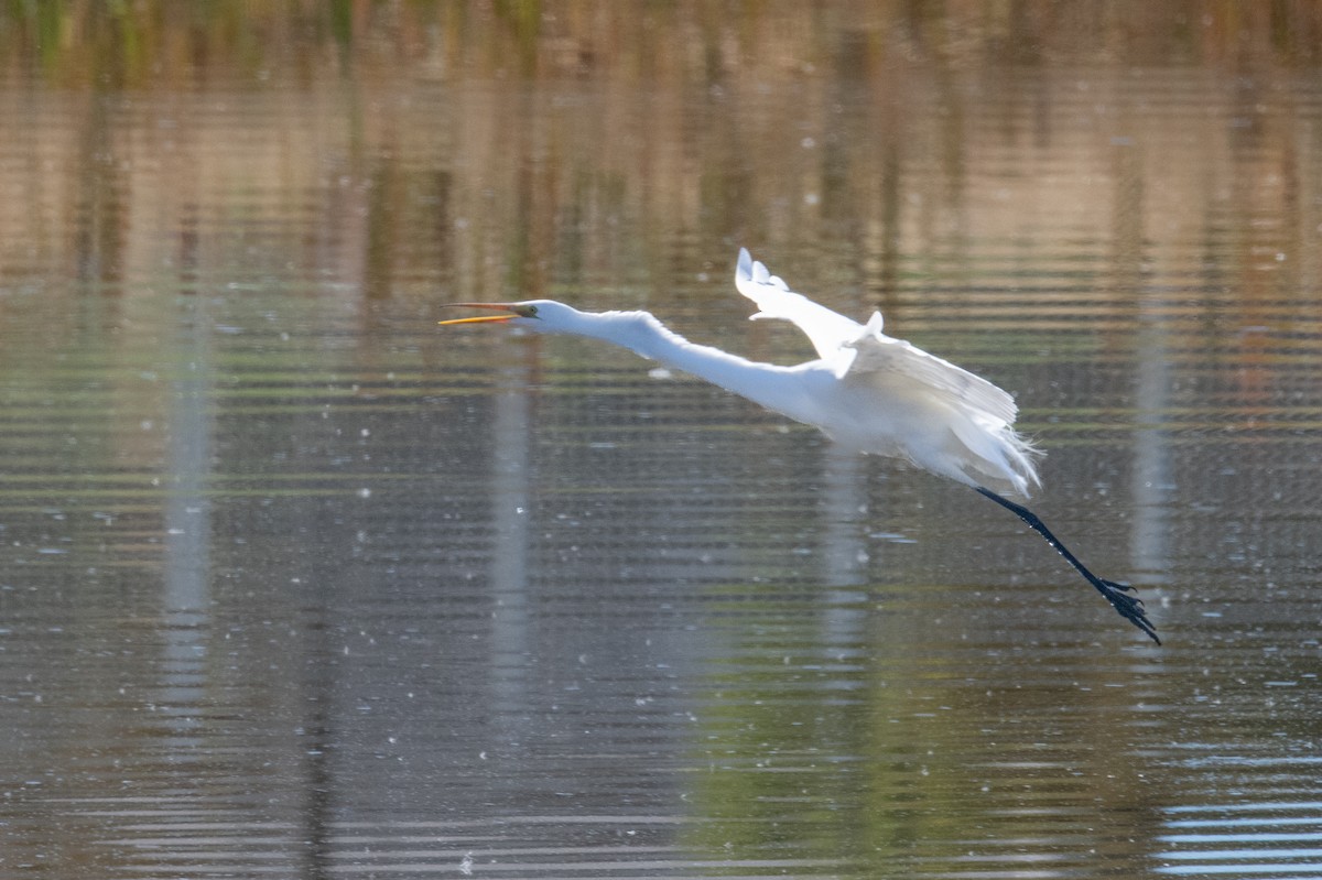 Большая белая цапля - ML645525147