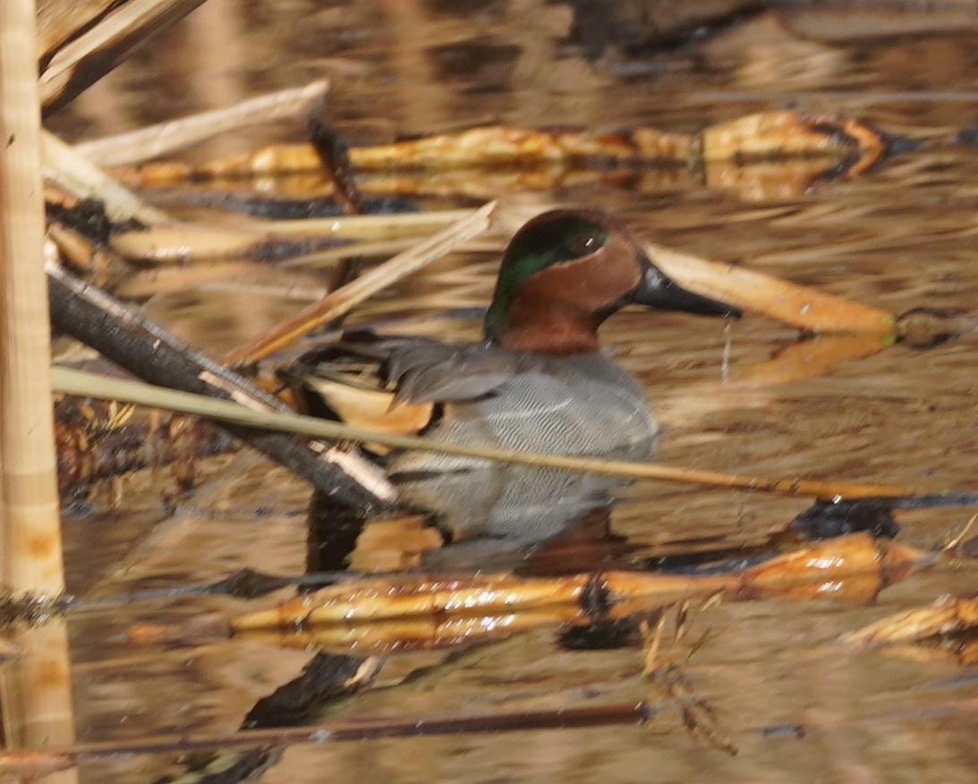 Чирок-свистунок - ML645525148