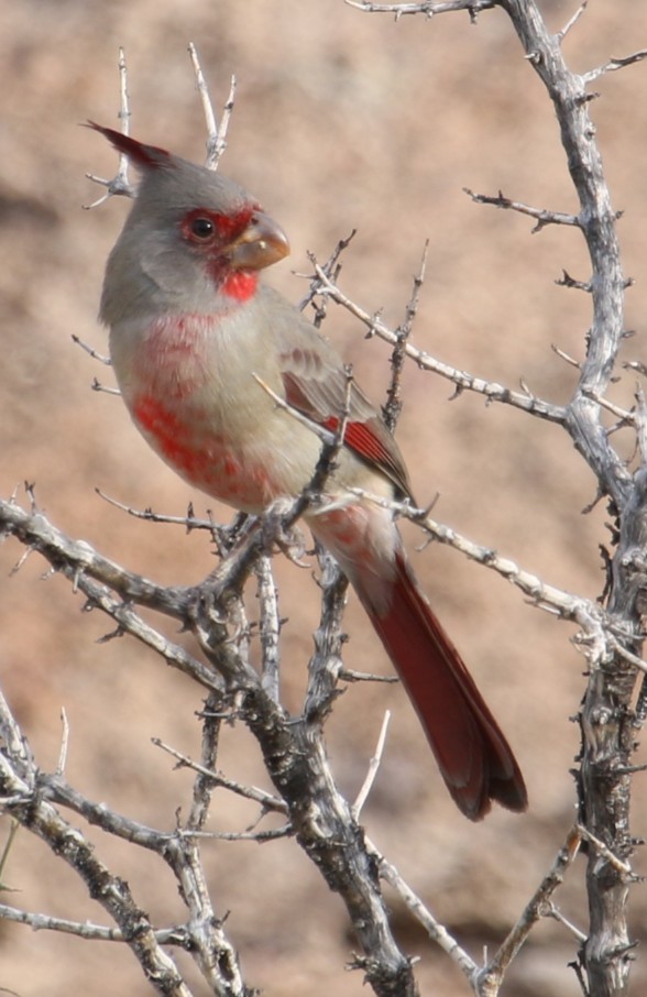 Попугаевый кардинал - ML645525149