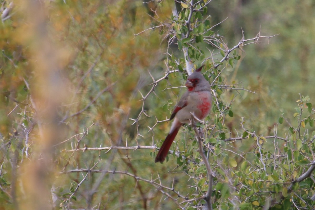 Попугаевый кардинал - ML645525150
