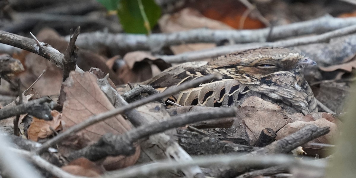 Пораке - ML645525151