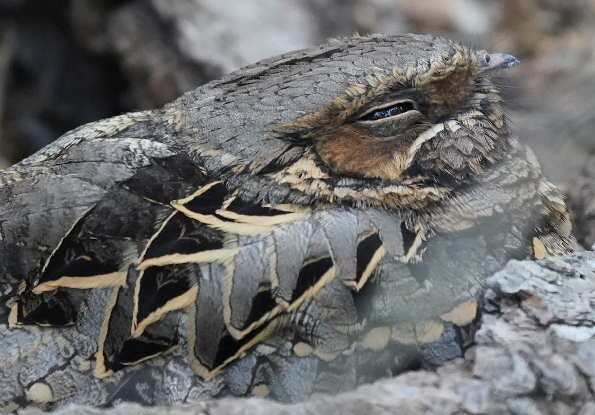 Пораке - ML645525152