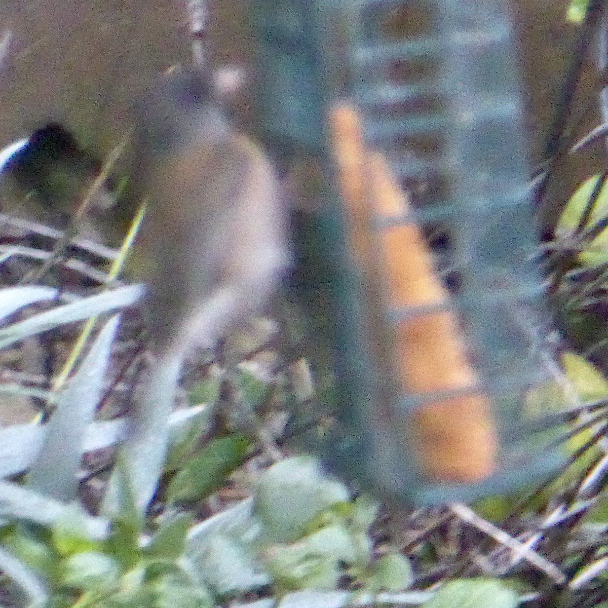 Серый юнко - ML645525153