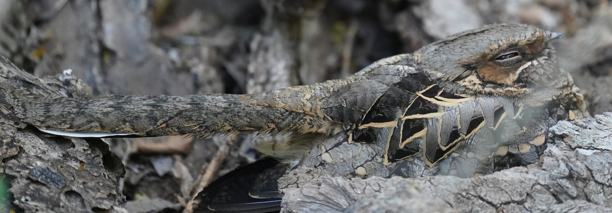 Пораке - ML645525154