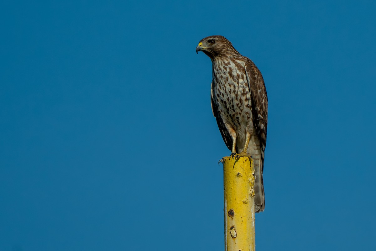 Красноплечий канюк - ML645525155