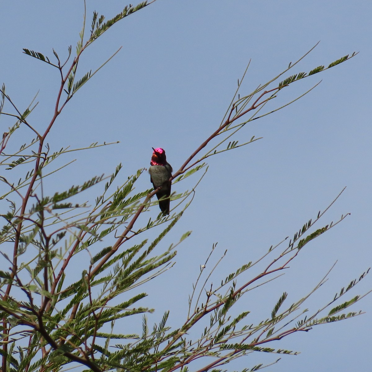 Рубиновый калипсо - ML645525156