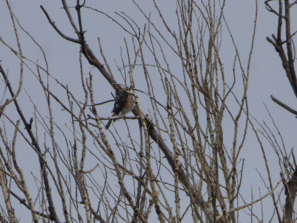 Американский перепелятник - ML645525157