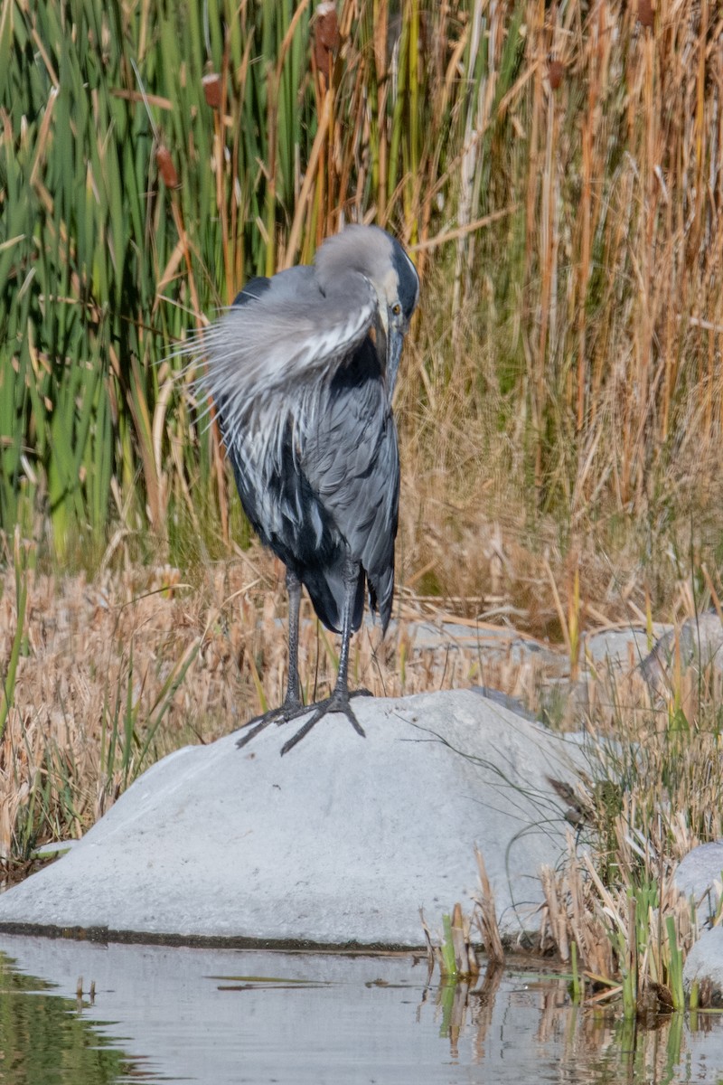 Большая голубая цапля - ML645525158