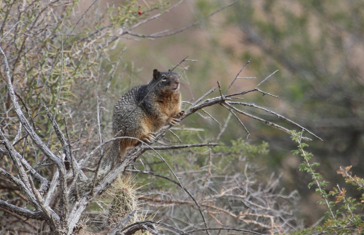 Rock Squirrel - ML645525160