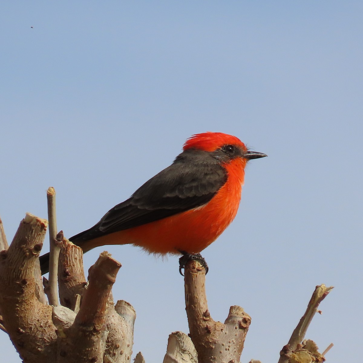 Vermilion Flycatcher - ML645525172