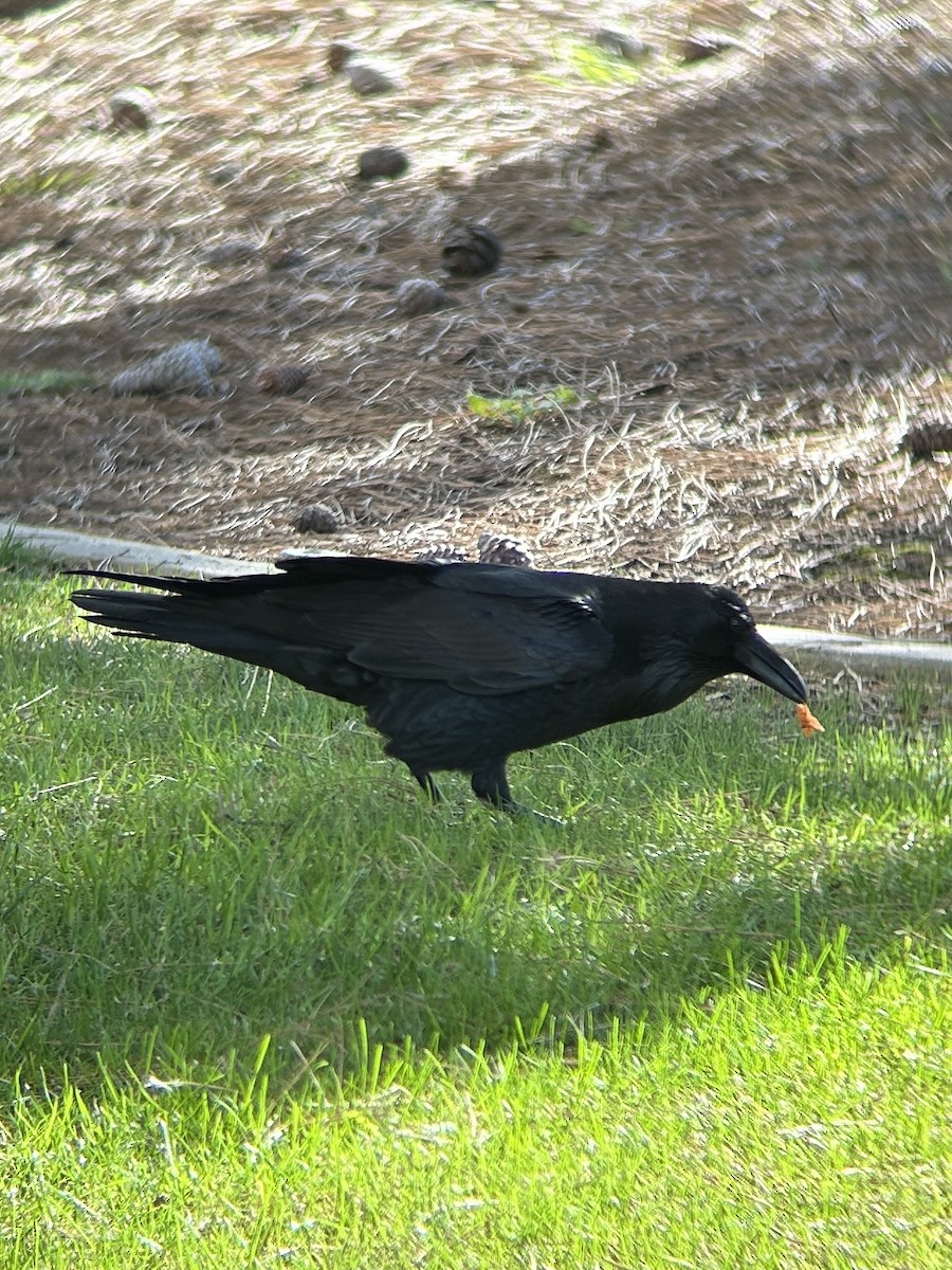 krkavec velký - ML645525173