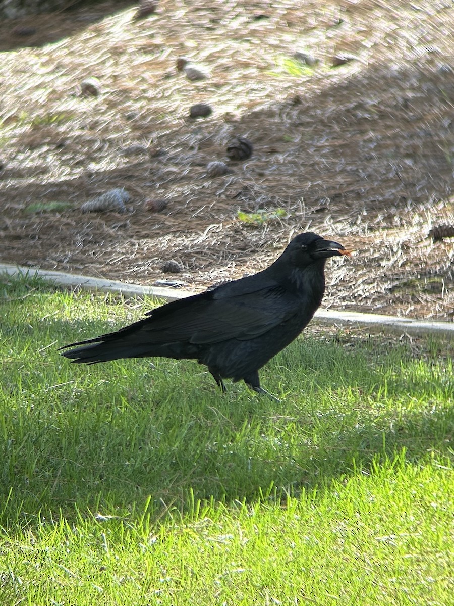 krkavec velký - ML645525174