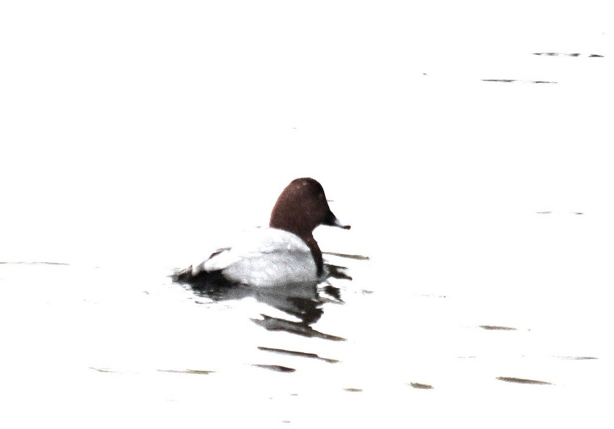 Common Pochard - ML645525176