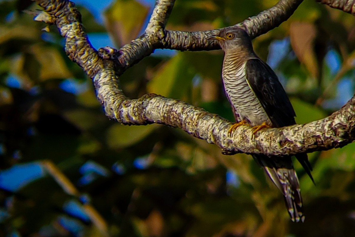 Coucou gris - ML645525186