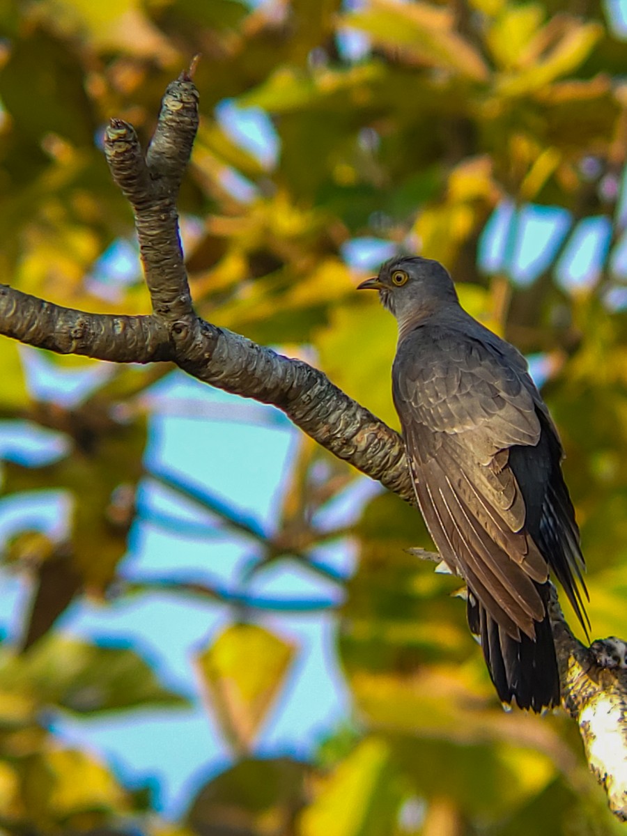 Coucou gris - ML645525187