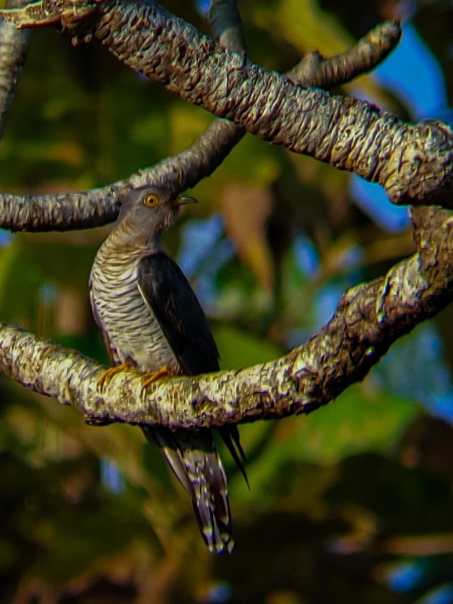 Coucou gris - ML645525188