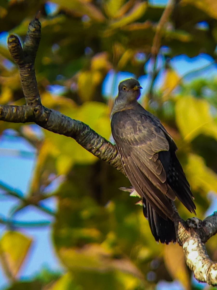 Coucou gris - ML645525189