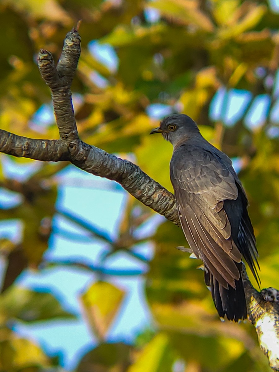 Coucou gris - ML645525190