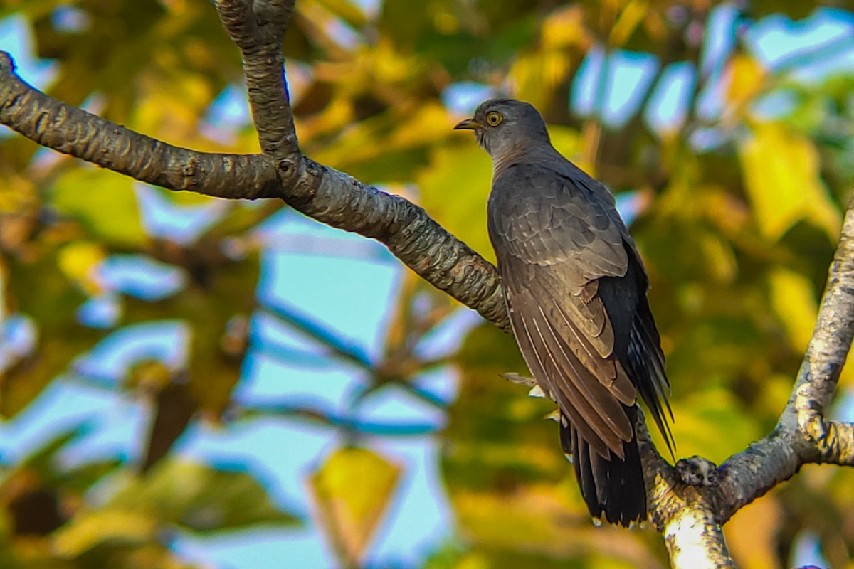 Coucou gris - ML645525191