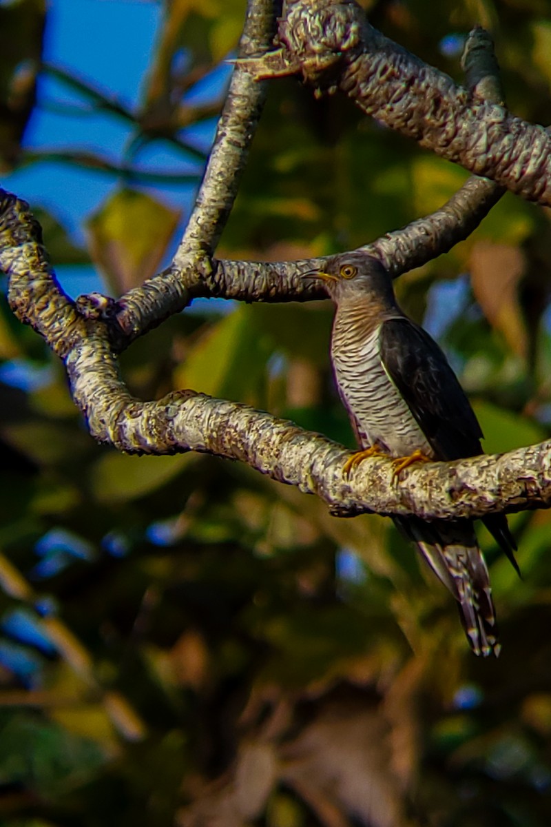 Coucou gris - ML645525192