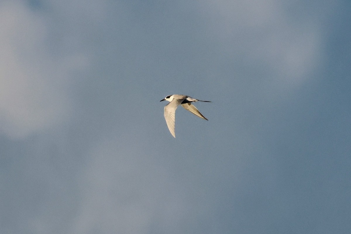 Sterne de Forster - ML645525194