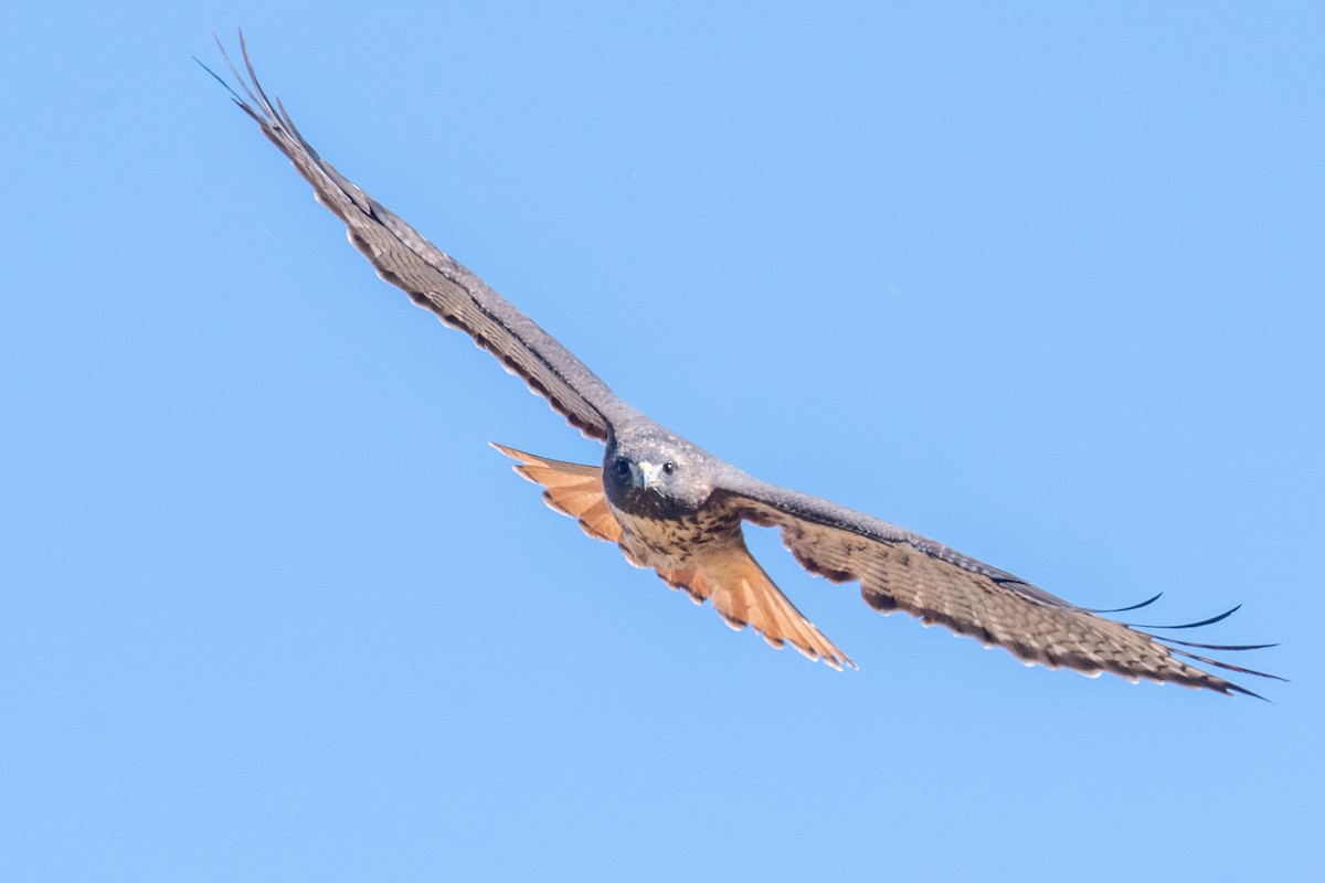 Buse à queue rousse - ML645525195