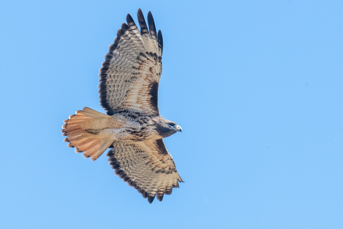 Buse à queue rousse - ML645525196