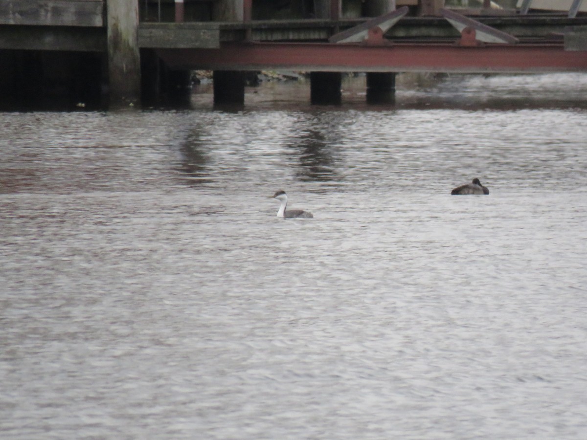 Grèbe élégant - ML645525197