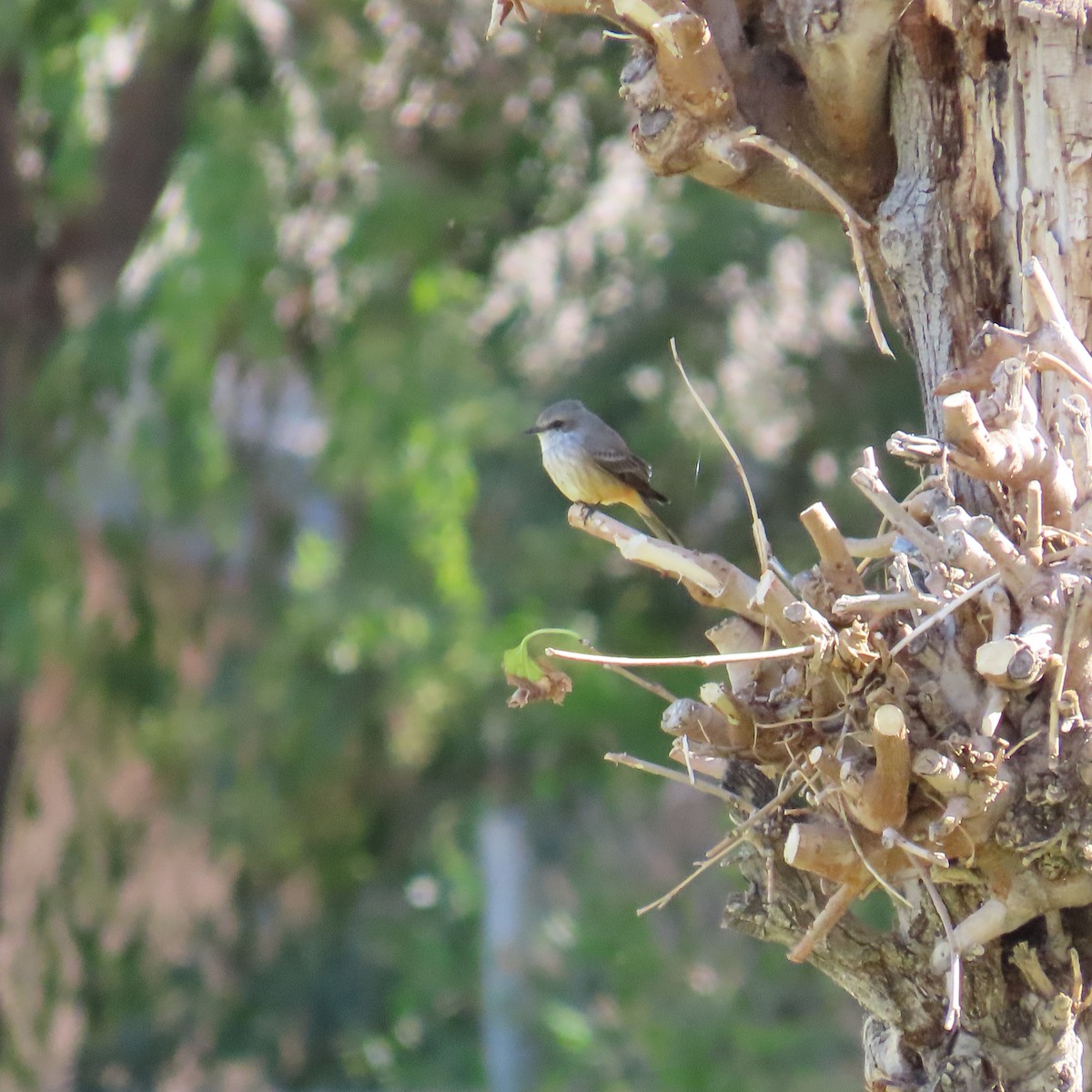 Moucherolle vermillon - ML645525198