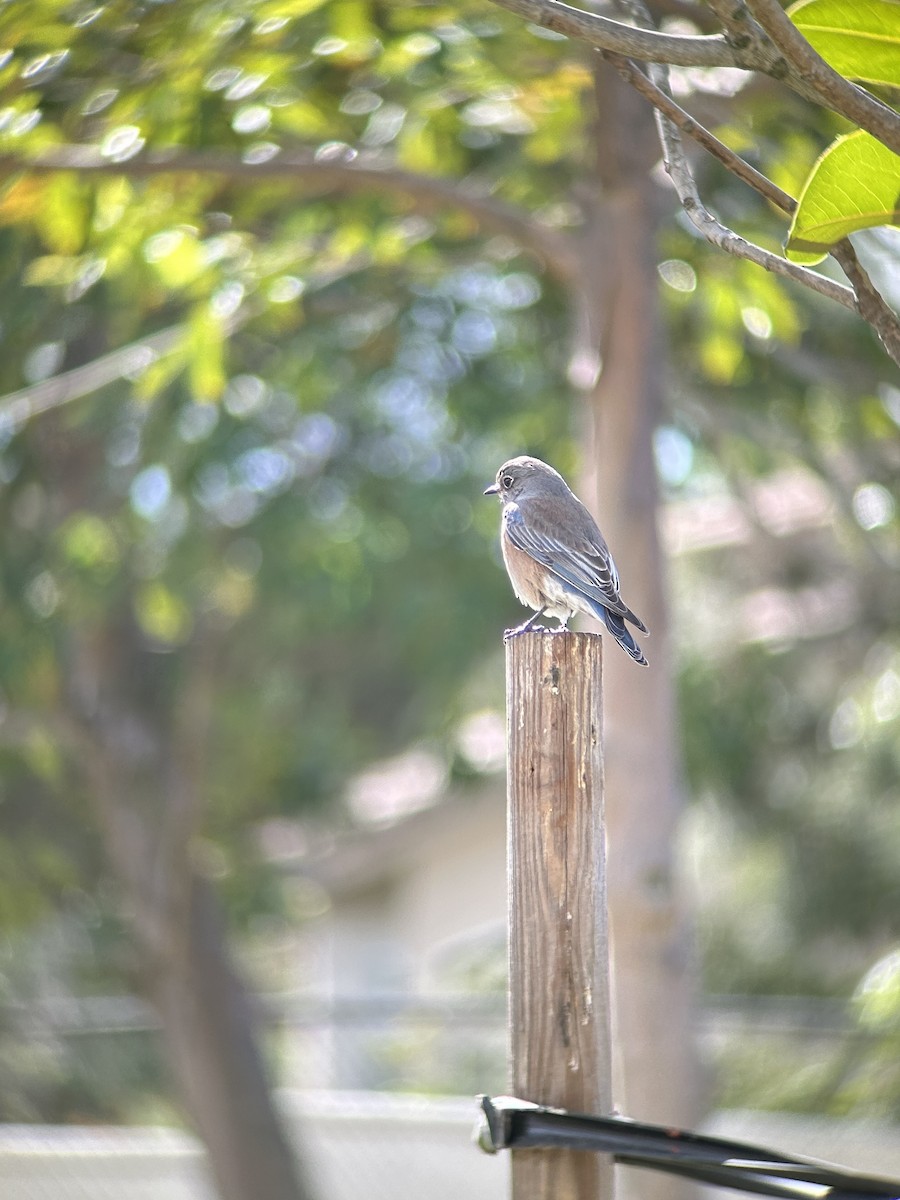 Merlebleu de l'Ouest - ML645525199