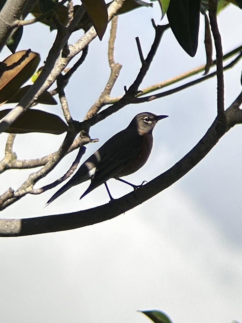 Merle d'Amérique - ML645525200