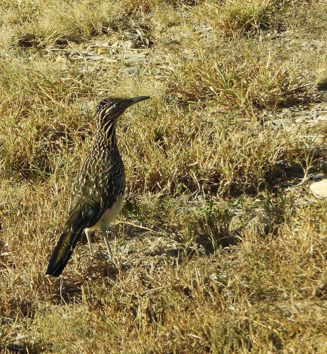 Grand Géocoucou - ML645525203