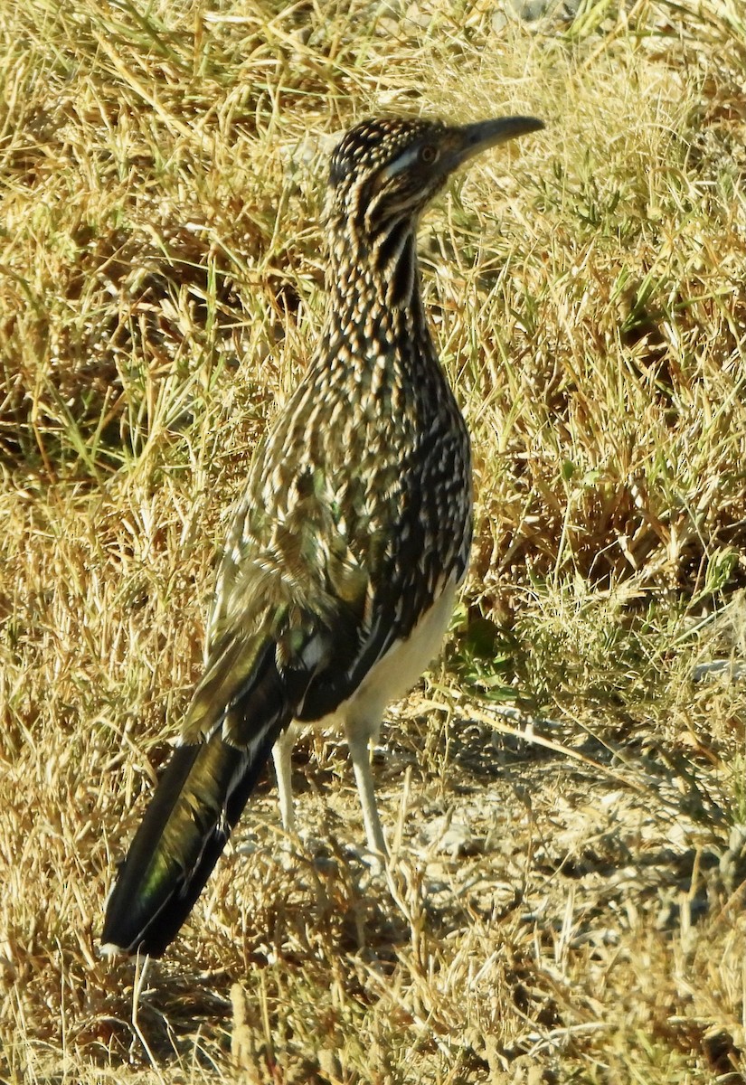 Grand Géocoucou - ML645525204