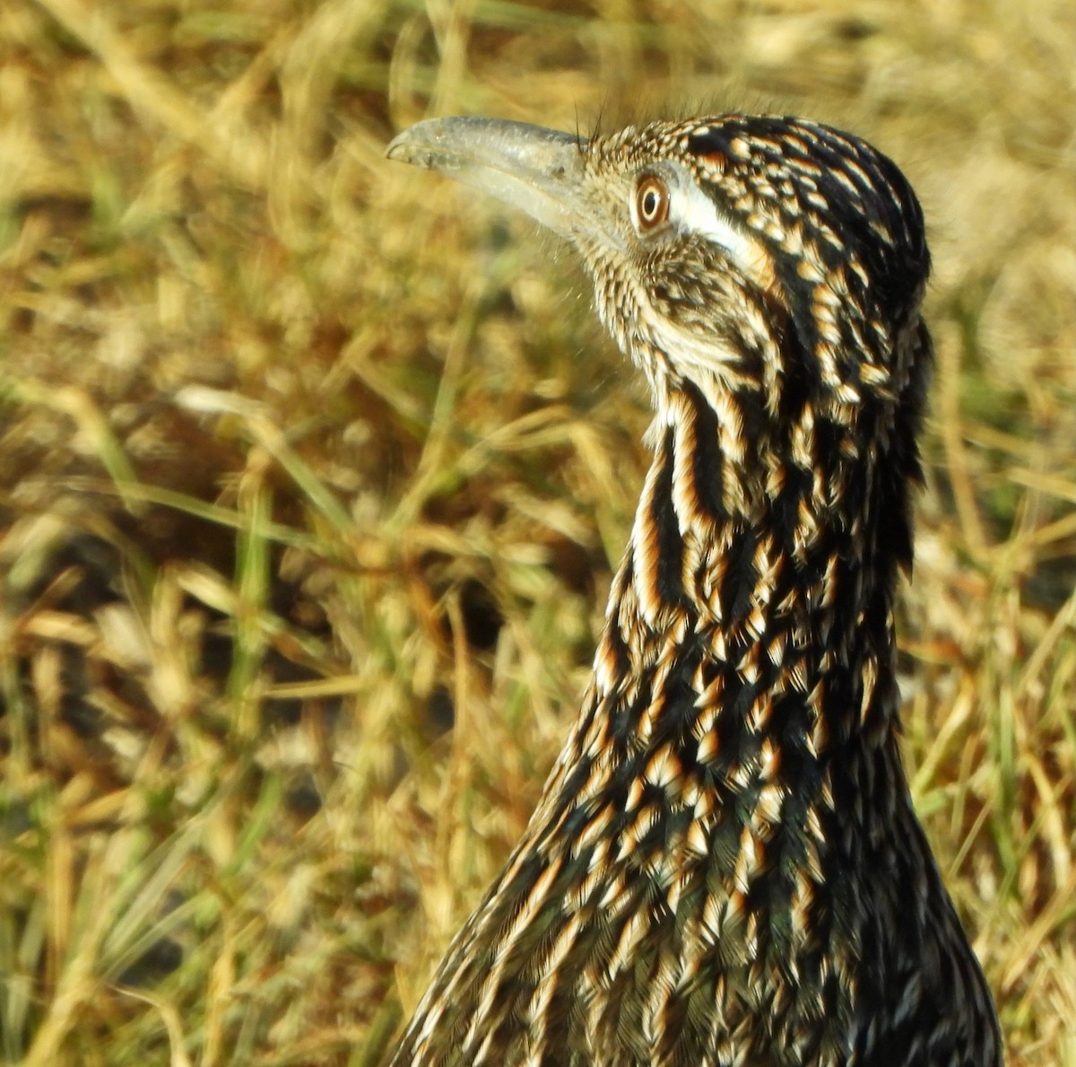 Grand Géocoucou - ML645525205