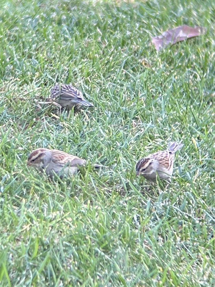 Bruant familier - ML645525206