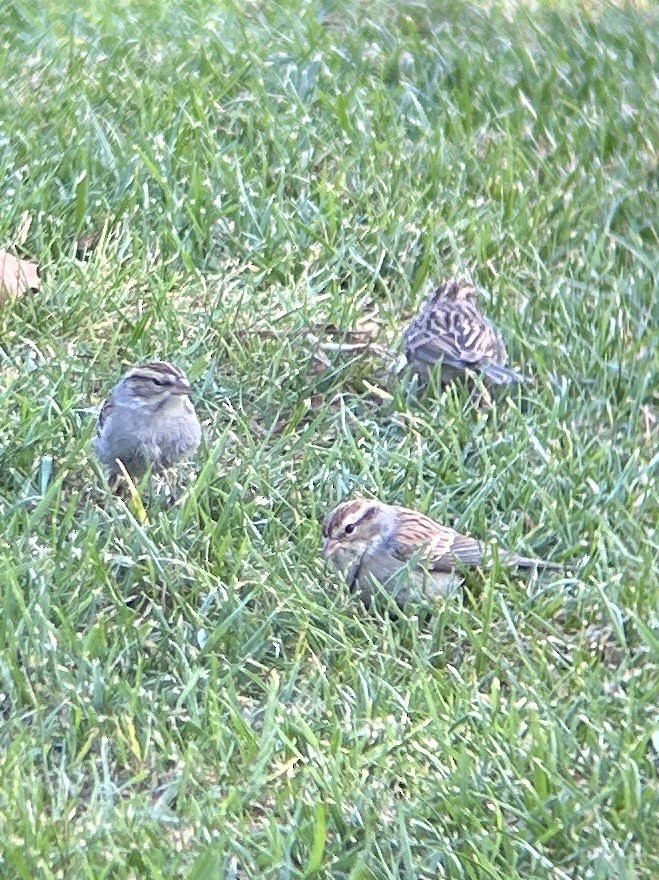 Bruant familier - ML645525207