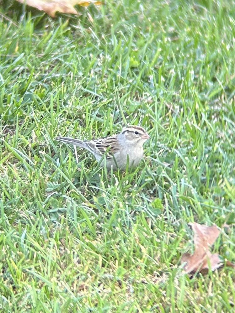 Bruant familier - ML645525208