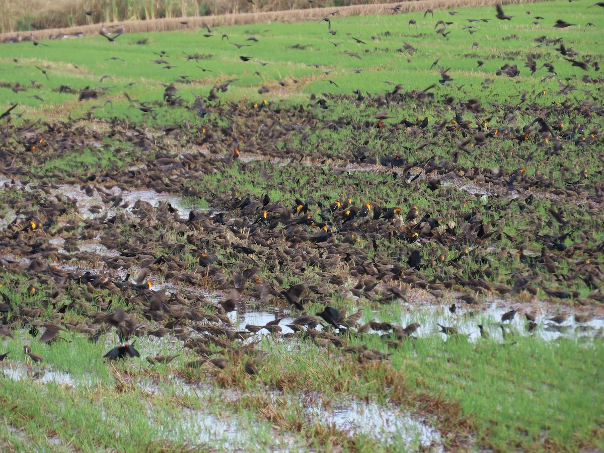 Yellow-headed Blackbird - ML645525210