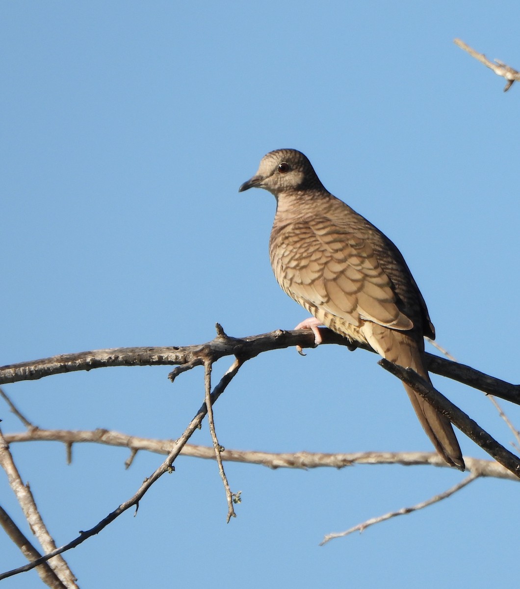 Colombe inca - ML645525212