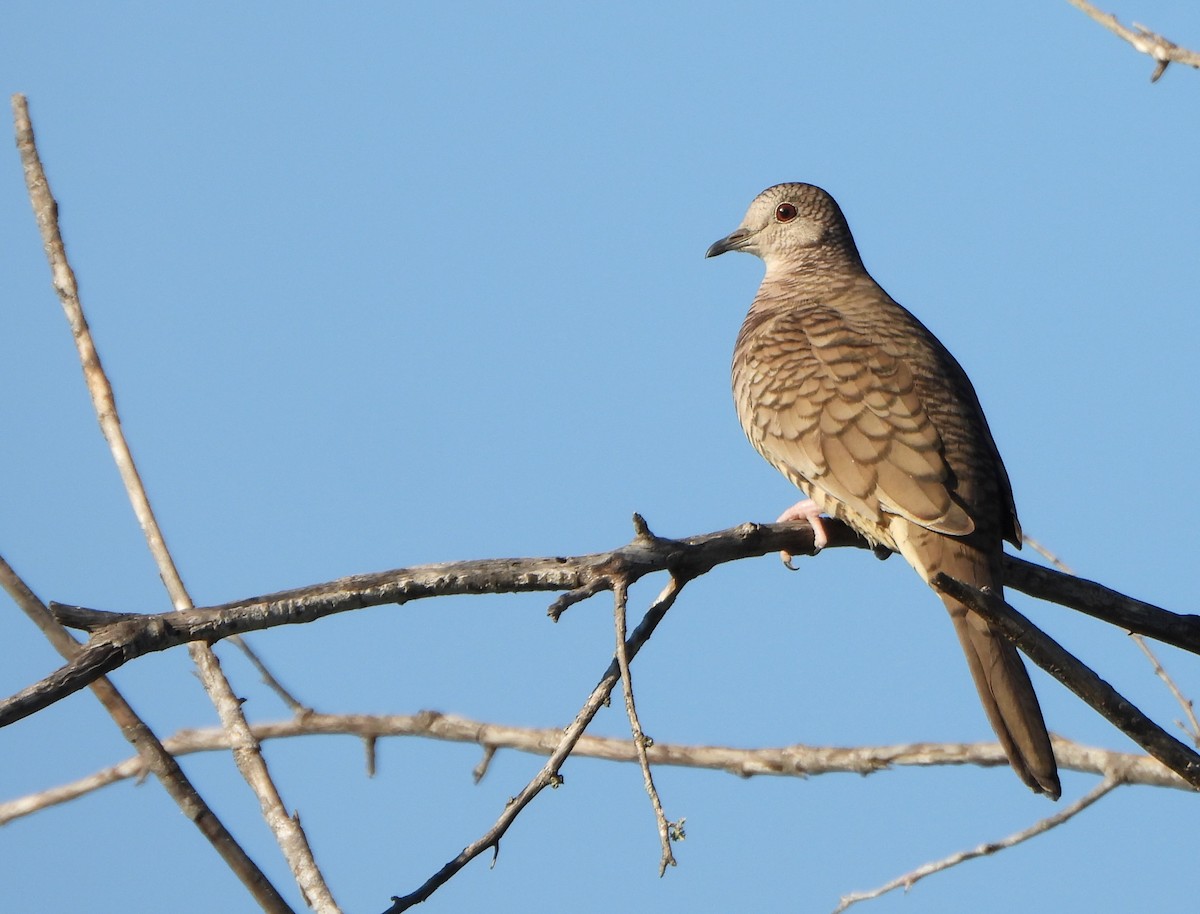 Colombe inca - ML645525213