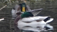 Canard colvert - ML645525214